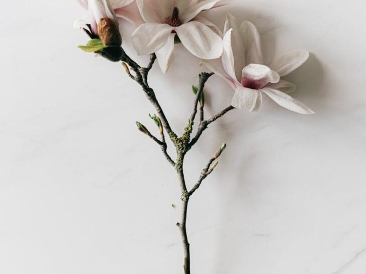 delicate fresh magnolia sprig on marble background